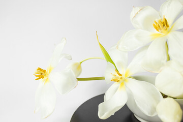 Fototapeta na wymiar Beautiful white tulips on the white background. Ikebana arrangement, eco trends. For easter decoration at home.