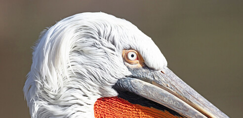 Closeup of a pelican at the Pragua zoo