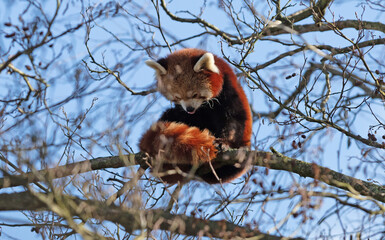 Red panda sitting high up in a tree