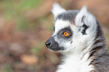 Ring tailed lemur (Lemur catta)