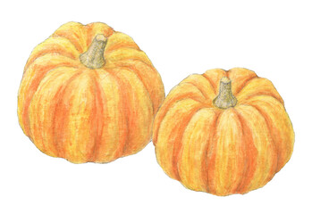 ペポカボチャ　水彩色鉛筆野菜イラスト