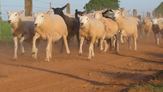 Flock of sheeps running on a dirt road of a farm and raising dust. Texel sheeps. Brazilian animal breeding.