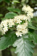 white flowers of Sorbus intermedia, the Swedish whitebeam