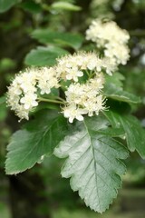 White flowers of the Swedish whitebeam (Sorbus intermedia)