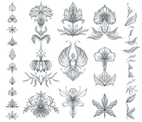 Vector collection of hand drawn floral elements, flowers and leaves.