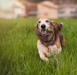 Adult Bassethound dog posing