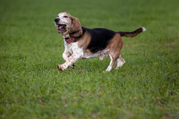 Adult Bassethound dog posing