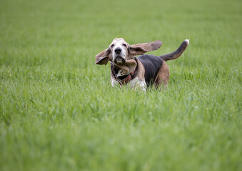 Adult Bassethound dog posing