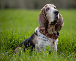 Adult Bassethound dog posing