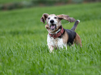 Adult Bassethound dog posing