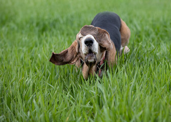 Adult Bassethound dog posing