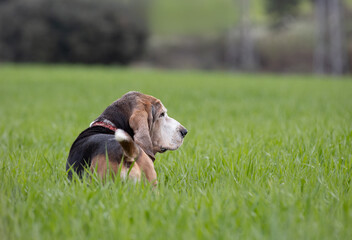 Adult Bassethound dog posing
