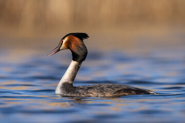 Great crested grebe bird podiceps cristatus swimming on lake close up