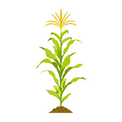 Growing corn with stalk and cobs isolated on white. Vector illustration of cereal crop with leaves. © JuliaBliznyakova
