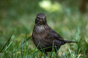 Common blackbird turdus merula female close up on grass