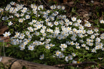 Wood anemone growing in the forest, also called Anemone nemorosa