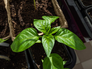 Close-up of small, green home-grown pepper plant growing in a cardboard pot on a window sill in sunlight. Indoor gardening and germinating seedlings. Food growing from seeds