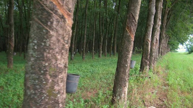Walking next to rubber trees with cuts in the bark, which were made to bleed the sap, which after being extracted from the rubber tree is transformed into rubber.