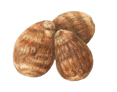 里芋畑 の画像 3 672 件の Stock 写真 ベクターおよびビデオ Adobe Stock