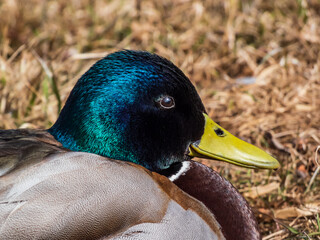 Close-up of adult, breeding male mallard or wild duck (Anas platyrhynchos) with a glossy bottle-green head and a white collar. Portrait of bird head and eye in sunlight