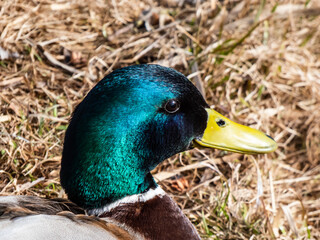 Close-up of adult, breeding male mallard or wild duck (Anas platyrhynchos) with a glossy bottle-green head and a white collar. Portrait of bird head and eye in sunlight