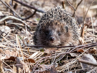 Close-up shot of the adult European hedgehog (Erinaceus europaeus) with focus on face and eye in...