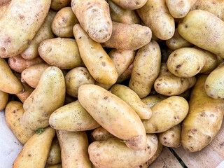 potato white grade fruits market store Bonnotte healthy meal food diet snack on the table copy space food background rustic top view keto or paleo diet veggie vegan or vegetarian