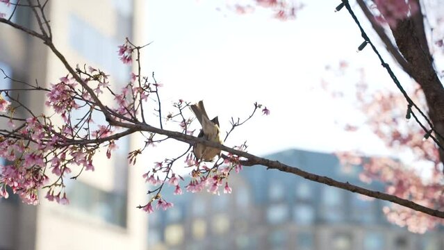 Close up smooth high frame rate slow motion shot of bird sparrow picking at cherry blossom sakura tree blooming. Near sunset. Shot in Washington DC. Building in background. 60fps