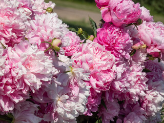 Beautiful floral scenery of pink, full, double rich peonies with blurred green garden in background. Close-up of bouquet of peonies in sunlight