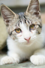 まっすぐな瞳で見つめる可愛らしい子猫