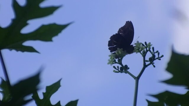 butterfly perched on a flower in the wild forest, blue sky background, insect hd video