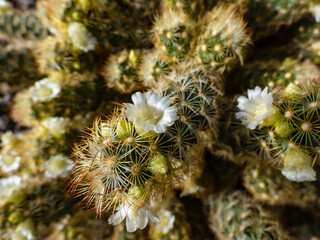 Macro shot of the gold lace cactus or ladyfinger cactus (Mammillaria elongata) with yellow and brown spines flowering with white and yellow flowers