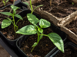 Close-up of small, green home-grown pepper plant growing in a pot on a window sill in sunlight. Indoor gardening and germinating seedlings. Food growing from seeds