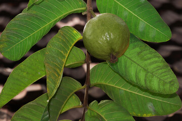 Guava fruit on the tree