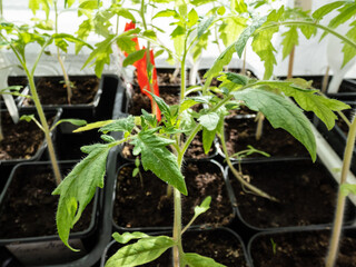 Macro shot of green tomato plant seedlings growing in a pot on the window sill in sunlight....