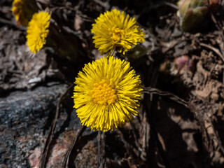 Macro shot of the coltsfoot (Tussilago farfara) with yellow flowers on bear scale-leaves on the long stems in spring. Flower heads have yellow florets with an outer row of bracts