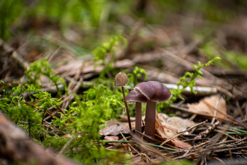 Wild mushrooms growing in a mossy forest. Dark brown shroom covered with withered spikes of pine trees. Selective focus on the details, blurred background.
