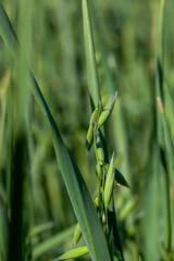 oat plant during cultivation in the field in summer