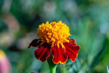 Red and yellow tagetes patula flower macro photography on a summer day. Blooming marigold flower with red petals in summertime close-up photo.