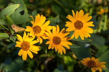 Yellow flowers macro photography in sunny day. Four flowers with yellow petals close-up photo on a summer day.