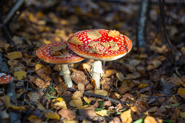 Amanita muscaria mushroom with a bright red hat in the autumn forest macro photography. Red hat fly agaric with white spots standing in dry fallen leaves.