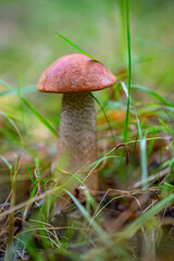 Single orange-cap mushroom in the autumn forest background. A boletus mushroom macro photography in the grass.