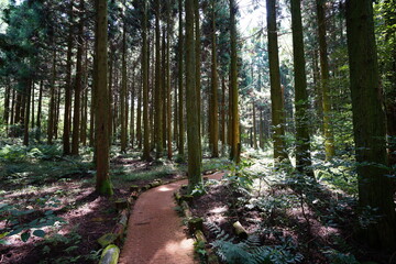 radiant autumn cedar forest with path