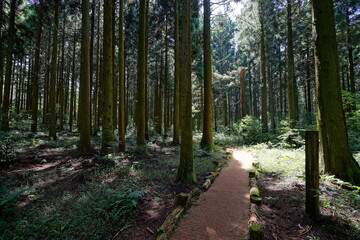 radiant autumn cedar forest with path
