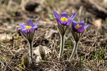 Crocus flower in the spring in the forest on a natural background. Close-up view.