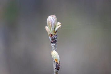 Spring buds on trees. Close-up view.