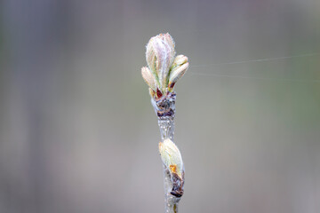 Spring buds on trees. Close-up view.