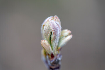 Spring buds on trees. Close-up view.