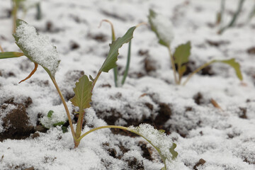 Winter comeback in spring. Snow layer over fresh planted young kohlrabi seedlings.
