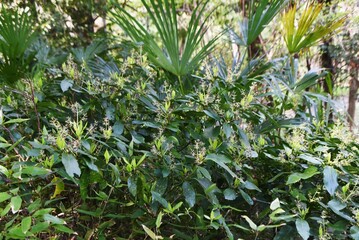 Japanese laurel (Aucuba japonica) flowers. Dioecious Aucubaceae evergreen shade shrub.